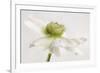 White Anemone Flower-Cora Niele-Framed Photographic Print