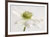 White Anemone Flower-Cora Niele-Framed Photographic Print