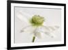 White Anemone Flower-Cora Niele-Framed Photographic Print