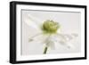 White Anemone Flower-Cora Niele-Framed Photographic Print