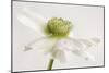 White Anemone Flower-Cora Niele-Mounted Photographic Print