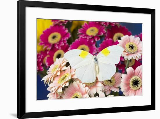 White angled-sulphur butterfly, Anteos clorinde on Gerber Daisies-Darrell Gulin-Framed Photographic Print