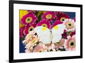 White angled-sulphur butterfly, Anteos clorinde on Gerber Daisies-Darrell Gulin-Framed Photographic Print