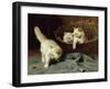 White Angora Kittens With a Beetle, 1929-Arthur Heyer-Framed Giclee Print