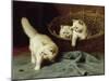 White Angora Kittens With a Beetle, 1929-Arthur Heyer-Mounted Giclee Print