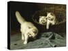 White Angora Kittens with a Beetle-Arthur Heyer-Stretched Canvas