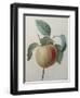 White Apple-Pierre-Joseph Redoute-Framed Art Print