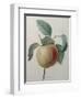 White Apple-Pierre-Joseph Redoute-Framed Art Print