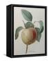 White Apple-Pierre-Joseph Redoute-Framed Stretched Canvas