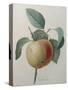 White Apple-Pierre-Joseph Redoute-Stretched Canvas