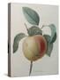 White Apple-Pierre-Joseph Redoute-Stretched Canvas