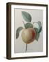 White Apple-Pierre-Joseph Redoute-Framed Art Print