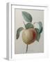 White Apple-Pierre-Joseph Redoute-Framed Art Print