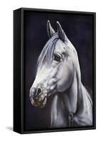 White Arabian Stallion-Jenny Newland-Framed Stretched Canvas