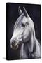 White Arabian Stallion-Jenny Newland-Stretched Canvas