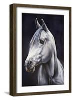 White Arabian Stallion-Jenny Newland-Framed Giclee Print