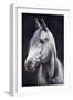 White Arabian Stallion-Jenny Newland-Framed Giclee Print