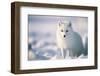 White Arctic Fox (Vulpes Lagopus) in the Snow in the Arctic. Snow Fox.-Jennifer1a-Framed Photographic Print