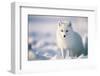 White Arctic Fox (Vulpes Lagopus) in the Snow in the Arctic. Snow Fox.-Jennifer1a-Framed Photographic Print