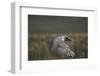 White Arctic Gyrfalcon in Flight-W. Perry Conway-Framed Photographic Print