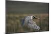 White Arctic Gyrfalcon in Flight-W. Perry Conway-Mounted Photographic Print