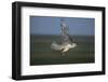 White Arctic Gyrfalcon in Flight-W. Perry Conway-Framed Photographic Print