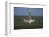 White Arctic Gyrfalcon in Flight-W. Perry Conway-Framed Photographic Print