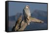 White Arctic Gyrfalcon Perches on Stump-W. Perry Conway-Framed Stretched Canvas