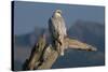White Arctic Gyrfalcon Perches on Stump-W. Perry Conway-Stretched Canvas