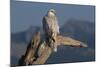 White Arctic Gyrfalcon Perches on Stump-W. Perry Conway-Mounted Photographic Print