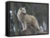 White Arctic Wolf-egal-Framed Stretched Canvas