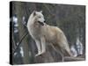 White Arctic Wolf-egal-Stretched Canvas