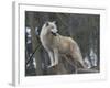 White Arctic Wolf-egal-Framed Photographic Print