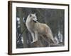 White Arctic Wolf-egal-Framed Photographic Print