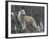 White Arctic Wolf-egal-Framed Photographic Print