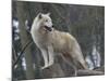 White Arctic Wolf-egal-Mounted Photographic Print