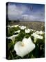 White Arum Lily, Araceae, Great Ocean Road, Victoria, Australia-Thorsten Milse-Stretched Canvas