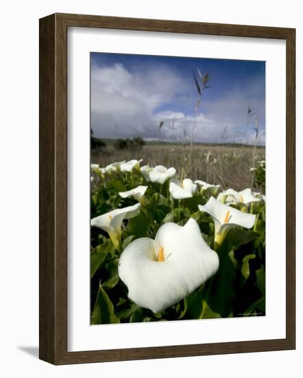 White Arum Lily, Araceae, Great Ocean Road, Victoria, Australia-Thorsten Milse-Framed Photographic Print