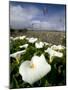 White Arum Lily, Araceae, Great Ocean Road, Victoria, Australia-Thorsten Milse-Mounted Photographic Print