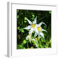 White Avalanche Lily Erythronium Montanum wildflower. Mount Rainier National Park, Paradise, Washin-William Perry-Framed Premium Photographic Print