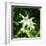 White Avalanche Lily Erythronium Montanum wildflower. Mount Rainier National Park, Paradise, Washin-William Perry-Framed Premium Photographic Print