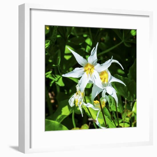 White Avalanche Lily Erythronium Montanum wildflower. Mount Rainier National Park, Paradise, Washin-William Perry-Framed Premium Photographic Print