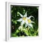 White Avalanche Lily Erythronium Montanum wildflower. Mount Rainier National Park, Paradise, Washin-William Perry-Framed Premium Photographic Print