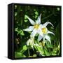 White Avalanche Lily Erythronium Montanum wildflower. Mount Rainier National Park, Paradise, Washin-William Perry-Framed Stretched Canvas