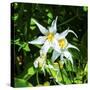 White Avalanche Lily Erythronium Montanum wildflower. Mount Rainier National Park, Paradise, Washin-William Perry-Stretched Canvas