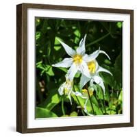 White Avalanche Lily Erythronium Montanum wildflower. Mount Rainier National Park, Paradise, Washin-William Perry-Framed Photographic Print