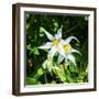 White Avalanche Lily Erythronium Montanum wildflower. Mount Rainier National Park, Paradise, Washin-William Perry-Framed Photographic Print