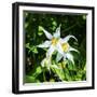 White Avalanche Lily Erythronium Montanum wildflower. Mount Rainier National Park, Paradise, Washin-William Perry-Framed Photographic Print