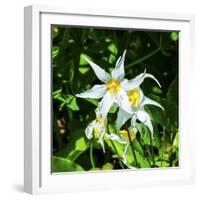 White Avalanche Lily Erythronium Montanum wildflower. Mount Rainier National Park, Paradise, Washin-William Perry-Framed Photographic Print