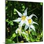 White Avalanche Lily Erythronium Montanum wildflower. Mount Rainier National Park, Paradise, Washin-William Perry-Mounted Photographic Print